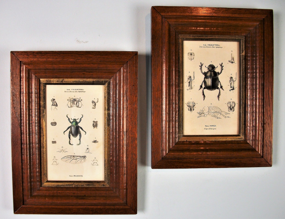 Pair of Coleoptera Prints in Moulded Oak Frame